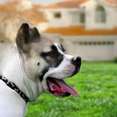 Dog guarding the house