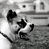 Dog guarding the house