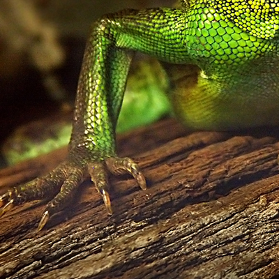 Green reptile