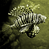 Lion fish