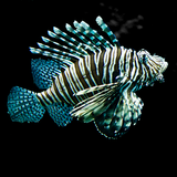 Lion fish
