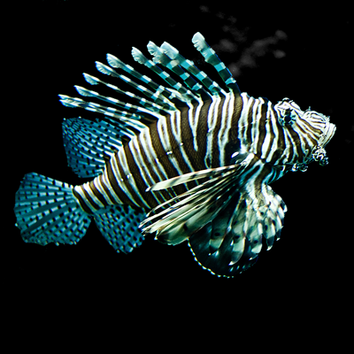 Lion fish