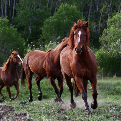 Running horses