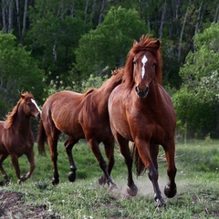 Running horses