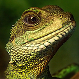 Green reptile